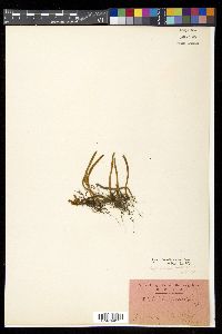 Pyrrosia linearifolia image
