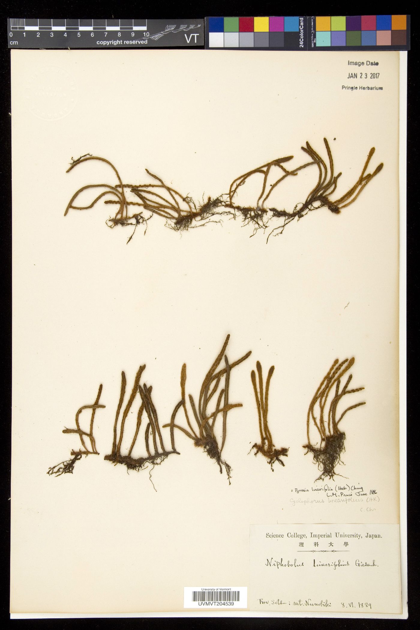 Pyrrosia linearifolia image