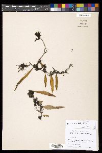 Pyrrosia lanceolata image