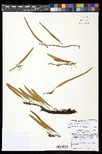 Pyrrosia lanceolata image