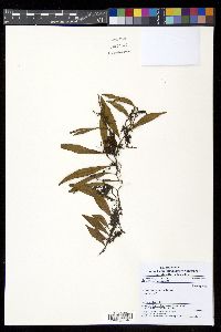 Pyrrosia lanceolata image