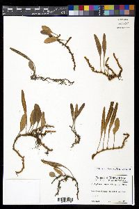 Pyrrosia serpens image