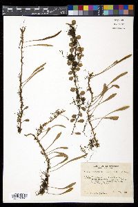 Pyrrosia rupestris image