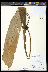 Image of Pyrrosia princeps