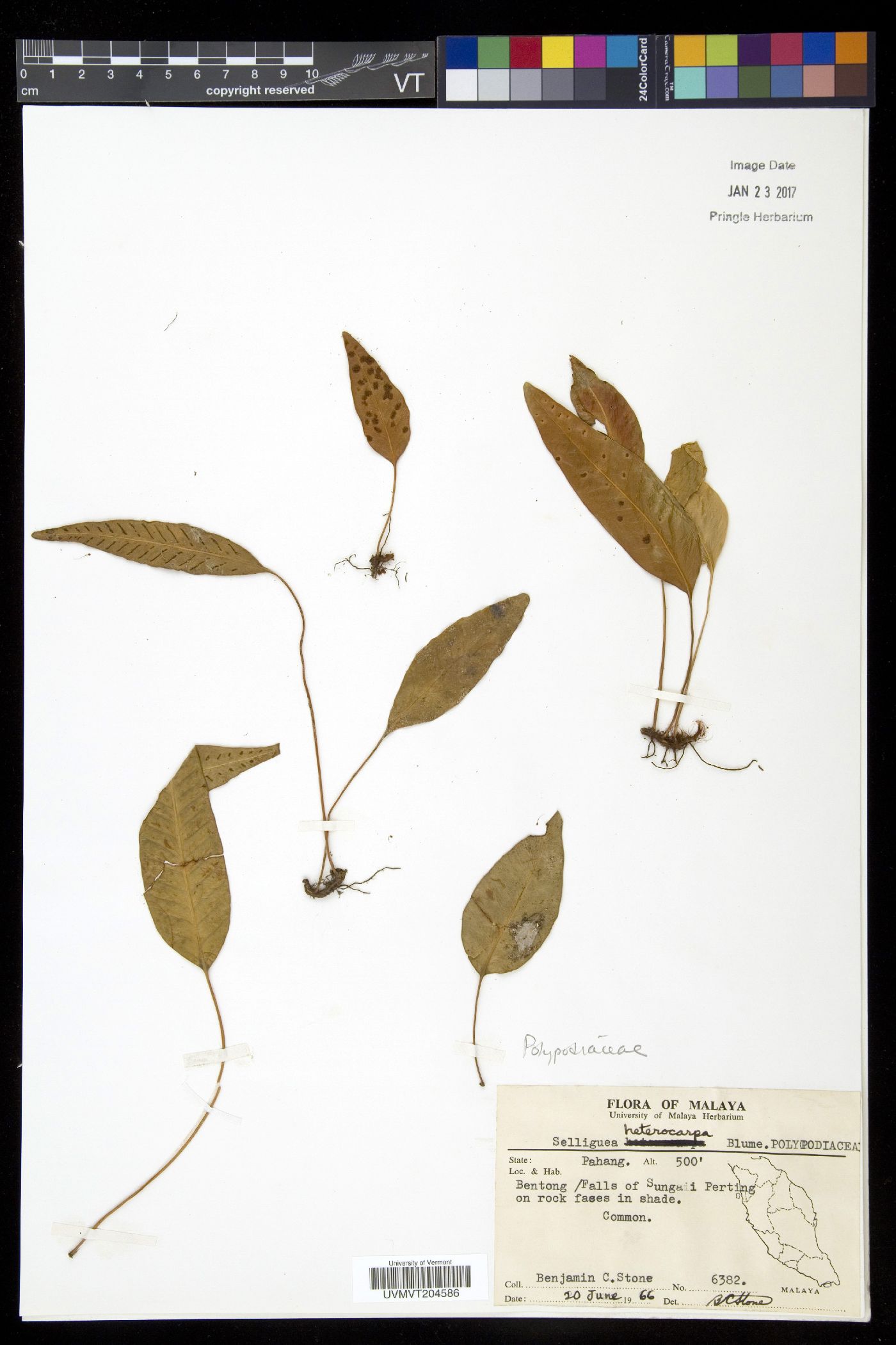 Selliguea heterocarpa image