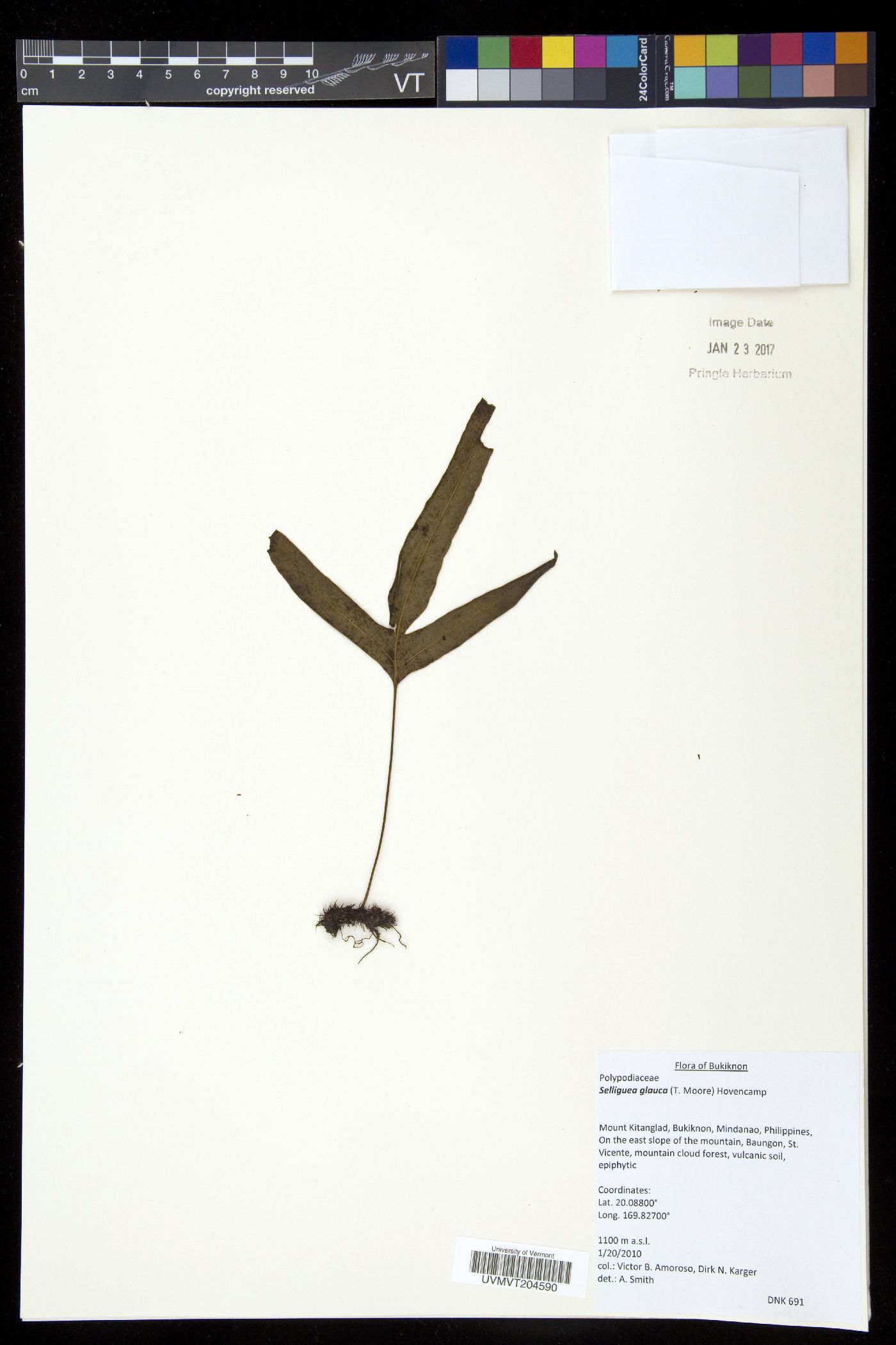 Selliguea glauca image
