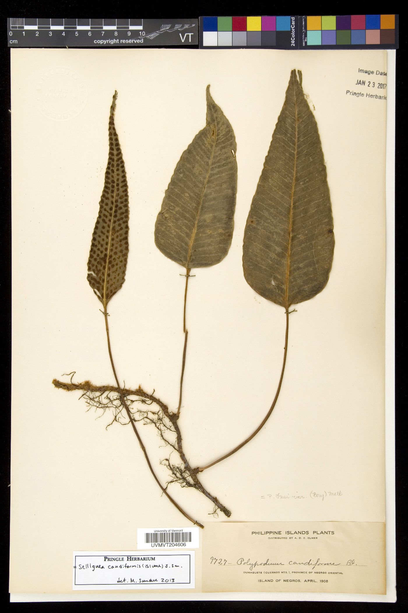Selliguea caudiformis image