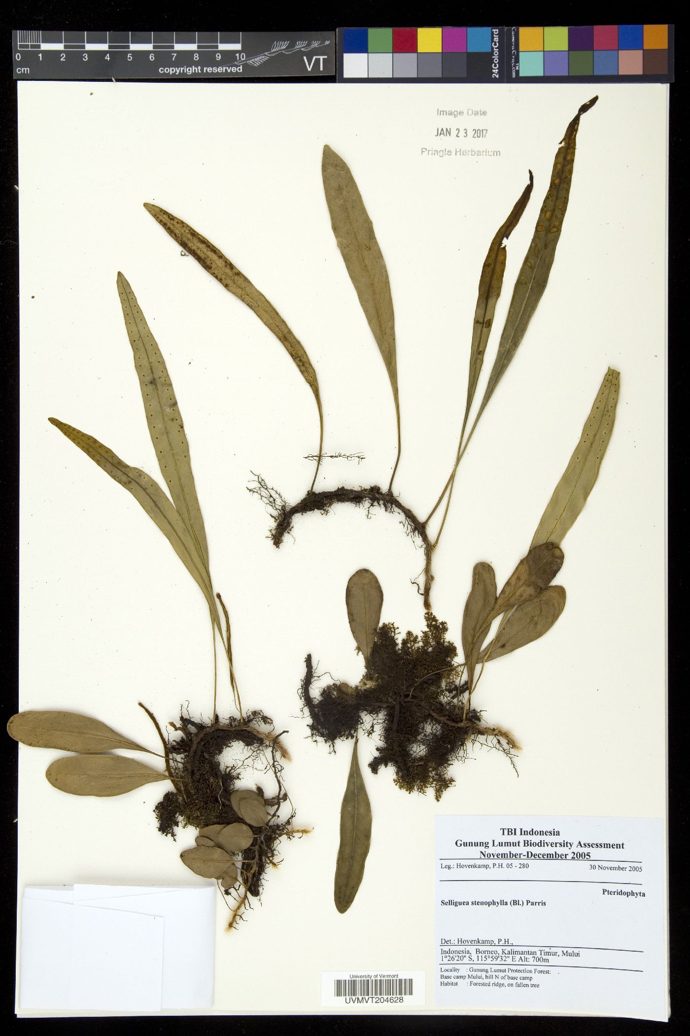 Selliguea stenophylla image