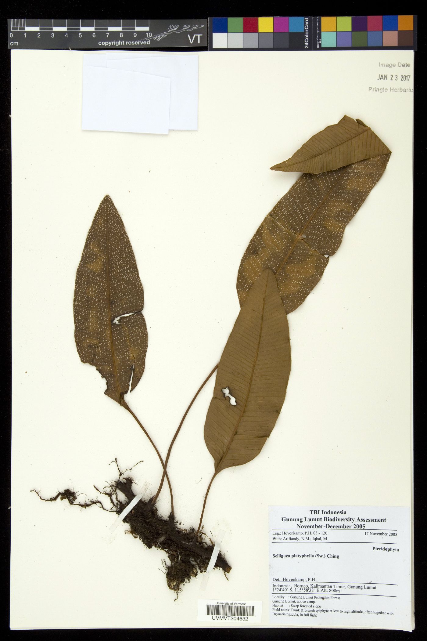 Selliguea platyphylla image
