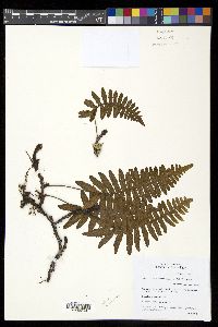 Serpocaulon eleutherophlebium image