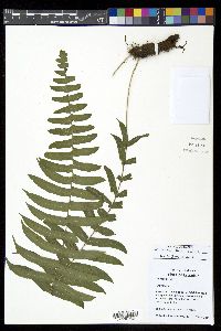 Serpocaulon dissimile image