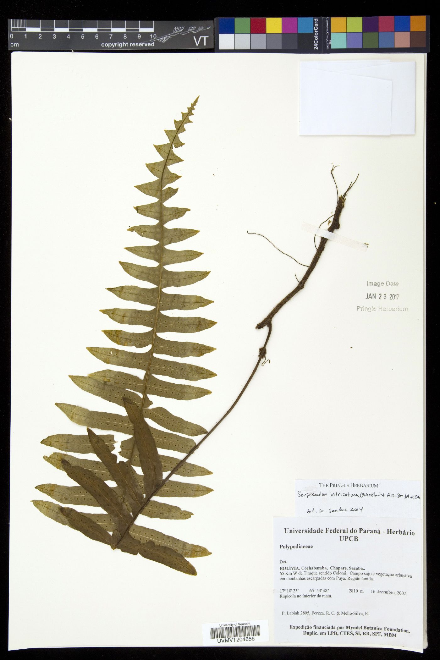 Serpocaulon intricatum image
