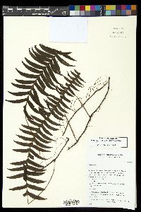 Serpocaulon funckii image