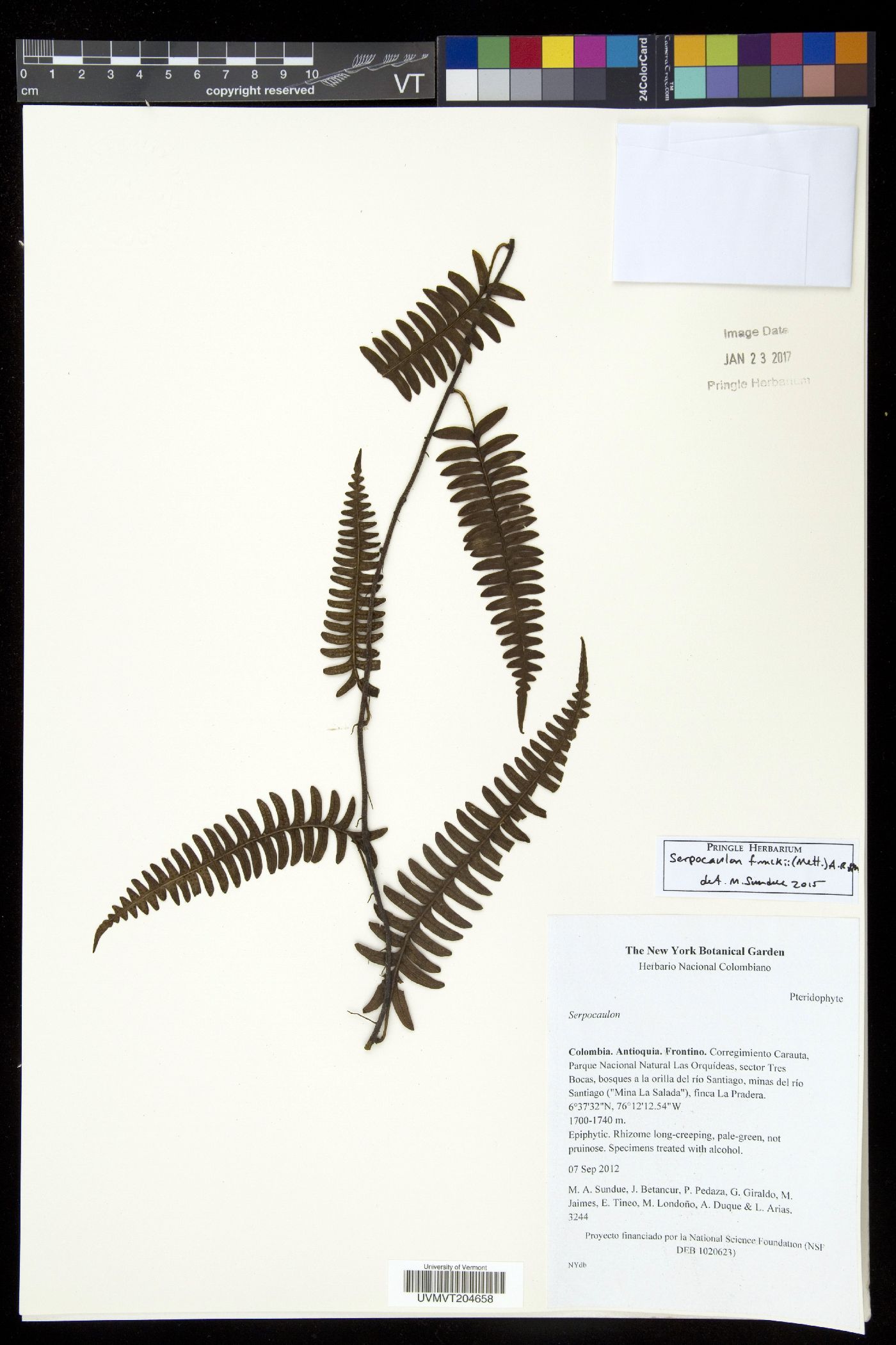 Serpocaulon funckii image