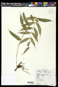 Serpocaulon fraxinifolium image