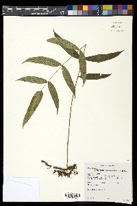 Serpocaulon fraxinifolium image