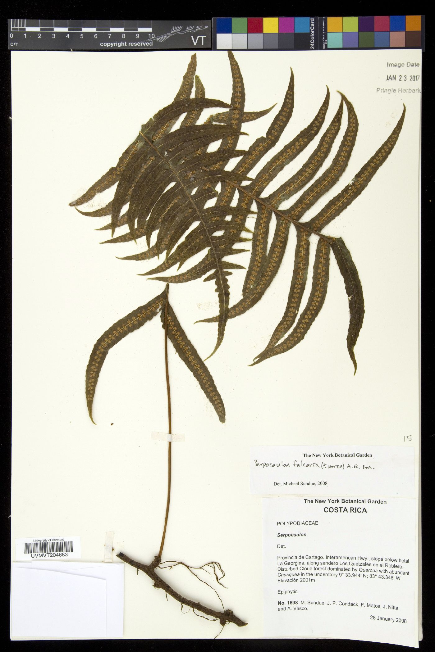 Serpocaulon falcaria image