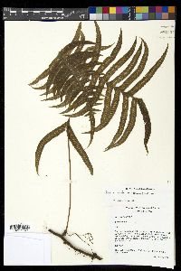 Serpocaulon falcaria image