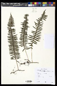 Serpocaulon loriciforme image