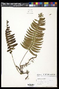 Polypodium loriceum image