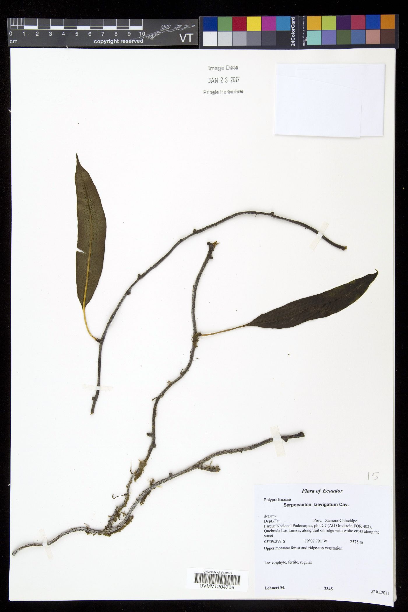 Serpocaulon levigatum image