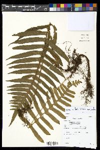 Serpocaulon latissimum image