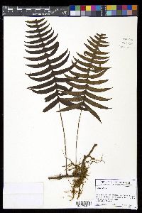 Serpocaulon latipes image