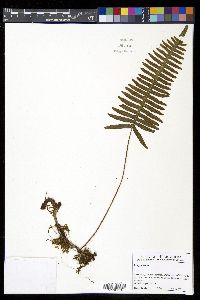 Serpocaulon eleutherophlebium image