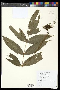 Serpocaulon adnatum image