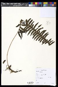Serpocaulon eleutherophlebium image