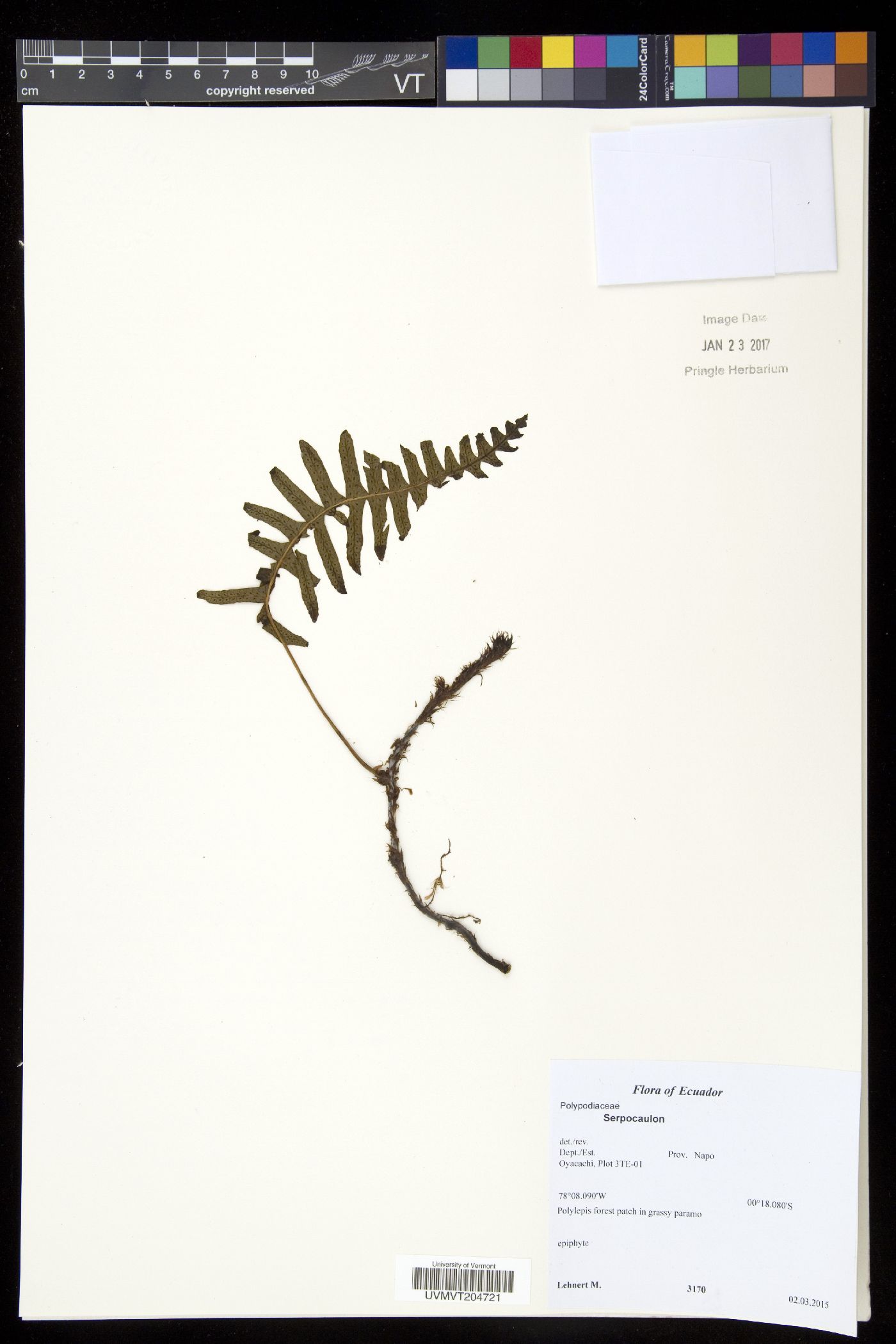 Serpocaulon latipes image