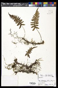 Serpocaulon eleutherophlebium image