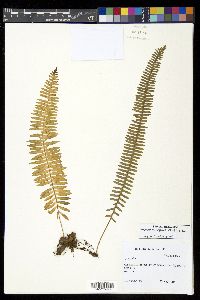 Serpocaulon wagneri image