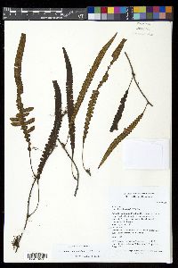Serpocaulon semipinnatifidum image