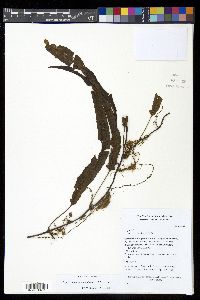 Serpocaulon semipinnatifidum image