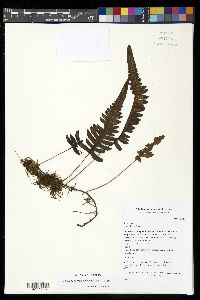 Serpocaulon semipinnatifidum image