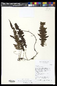 Serpocaulon semipinnatifidum image