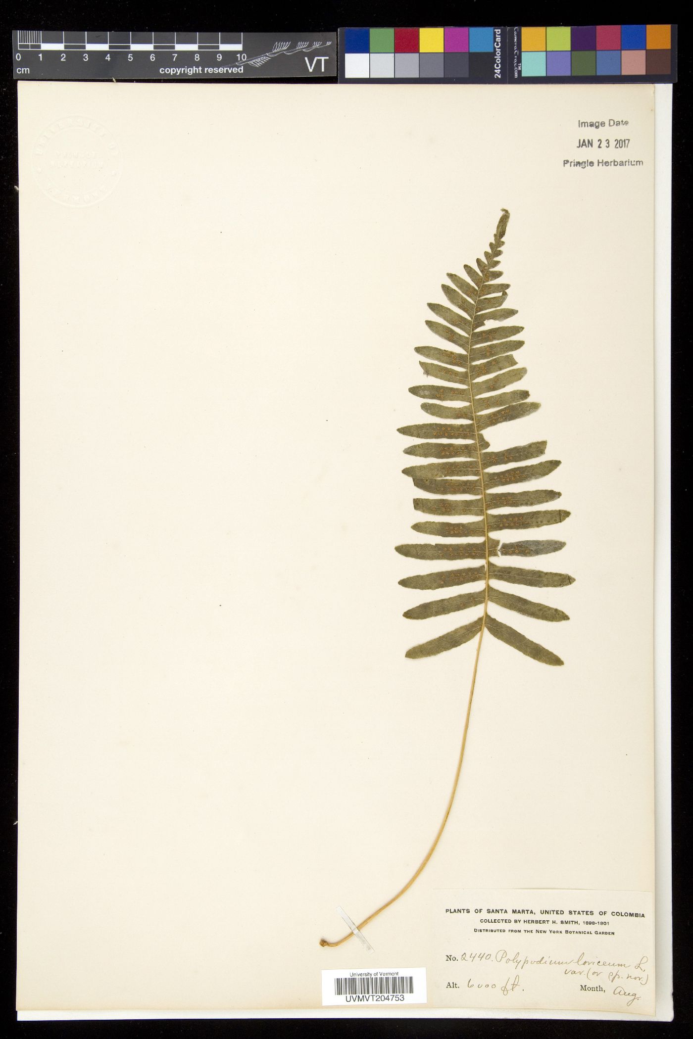 Serpocaulon lasiopus image