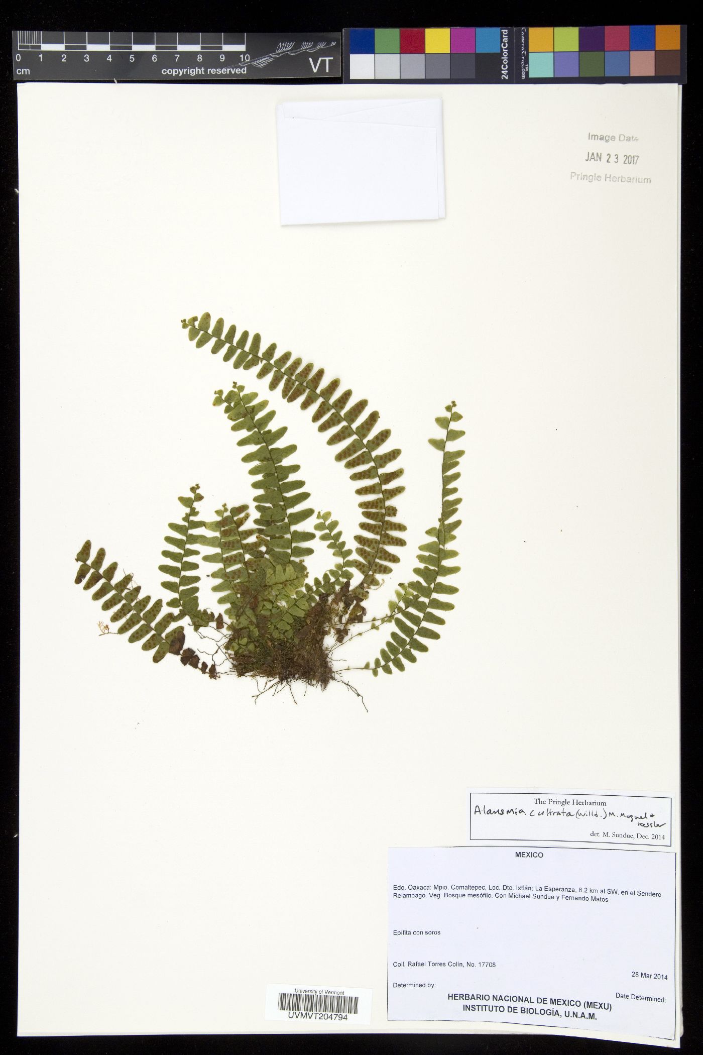 Alansmia cultrata image