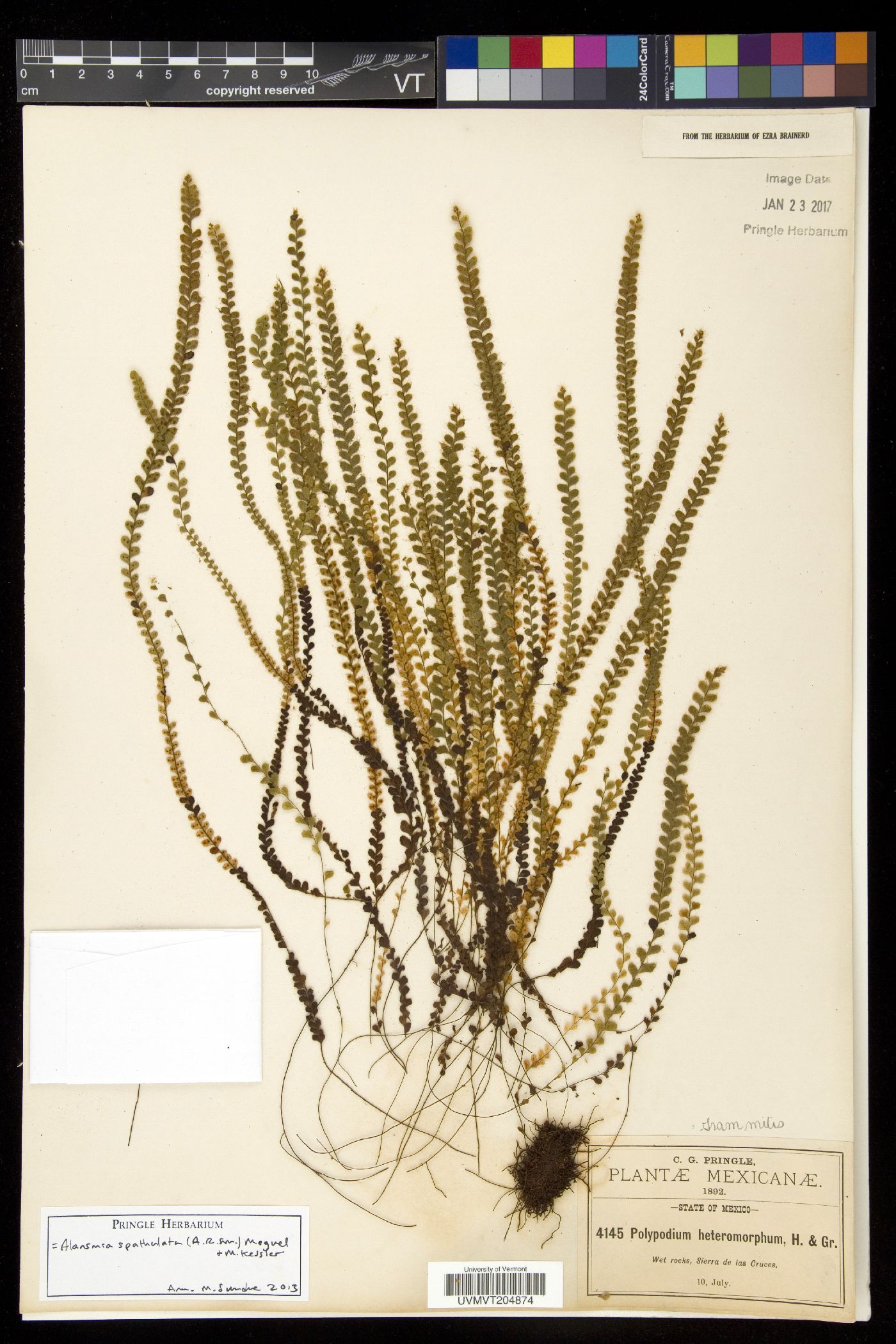 Alansmia spathulata image