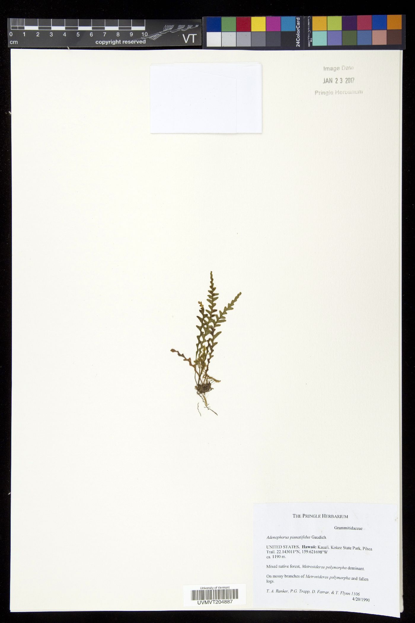 Adenophorus pinnatifidus image