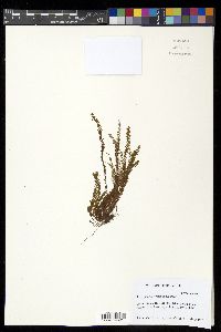 Adenophorus hymenophylloides image