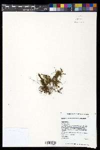 Adenophorus hymenophylloides image