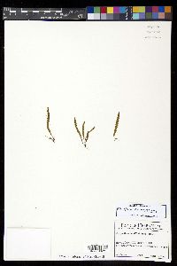 Adenophorus haalilioanus image