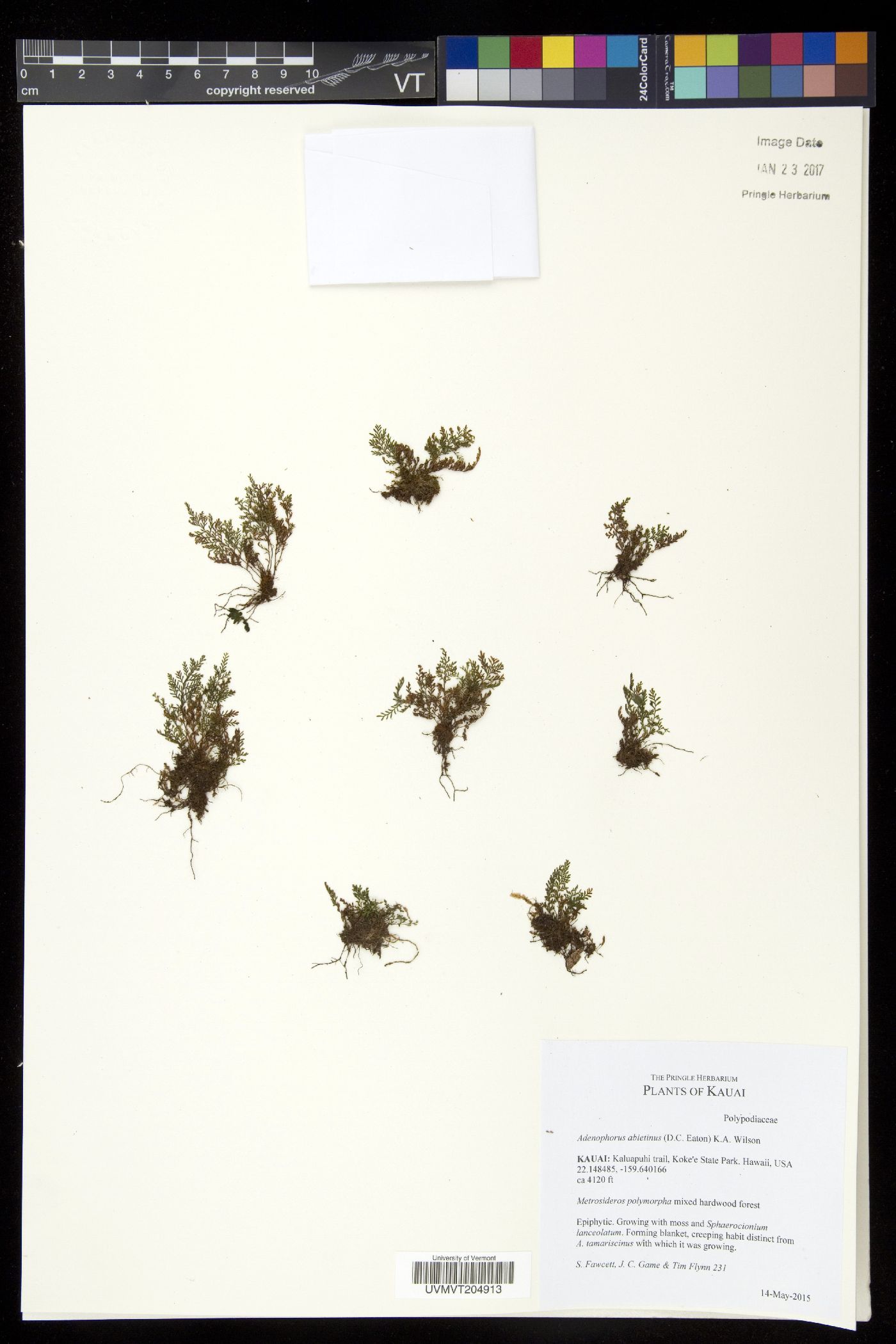 Adenophorus abietinus image