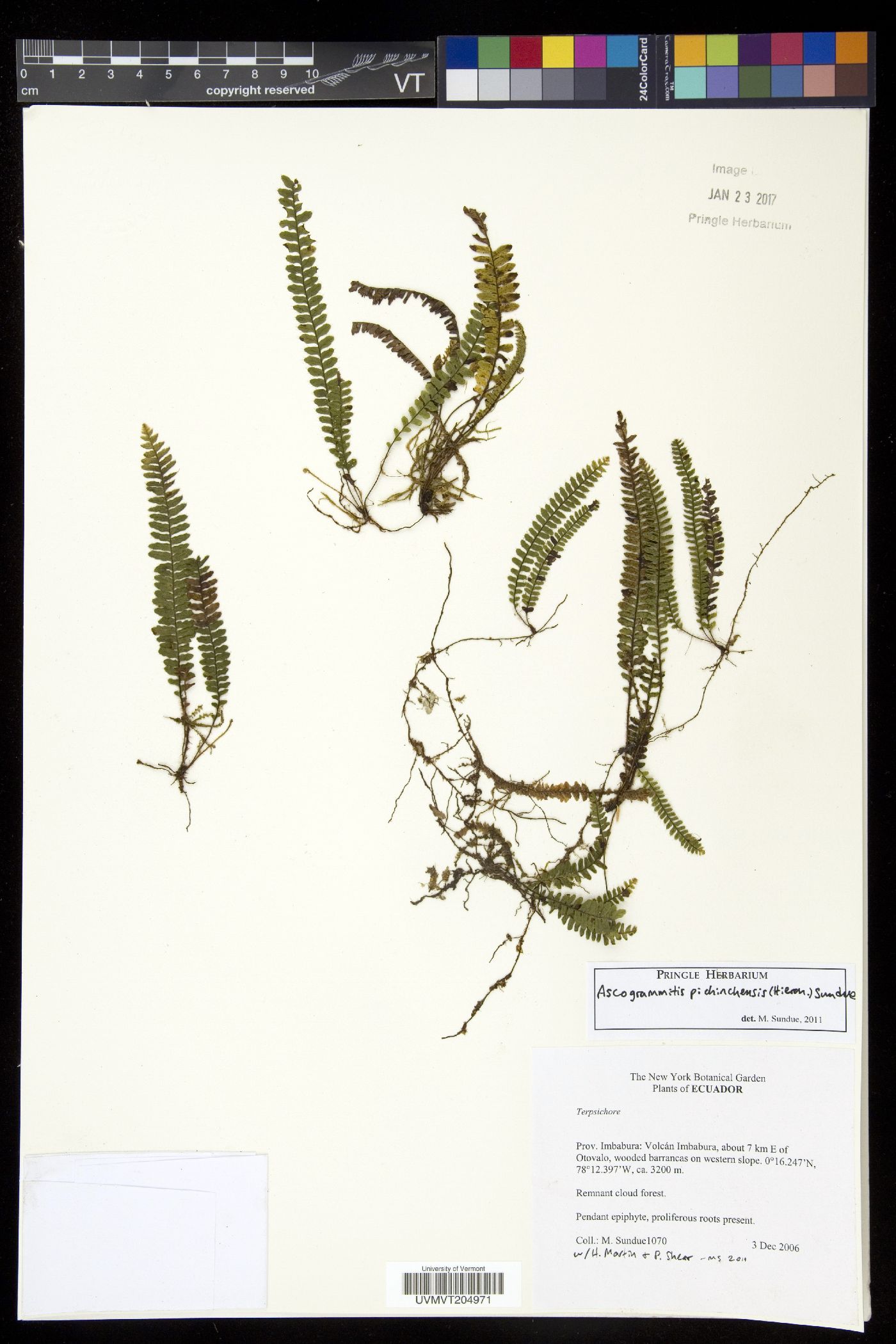 Ascogrammitis pichinchensis image