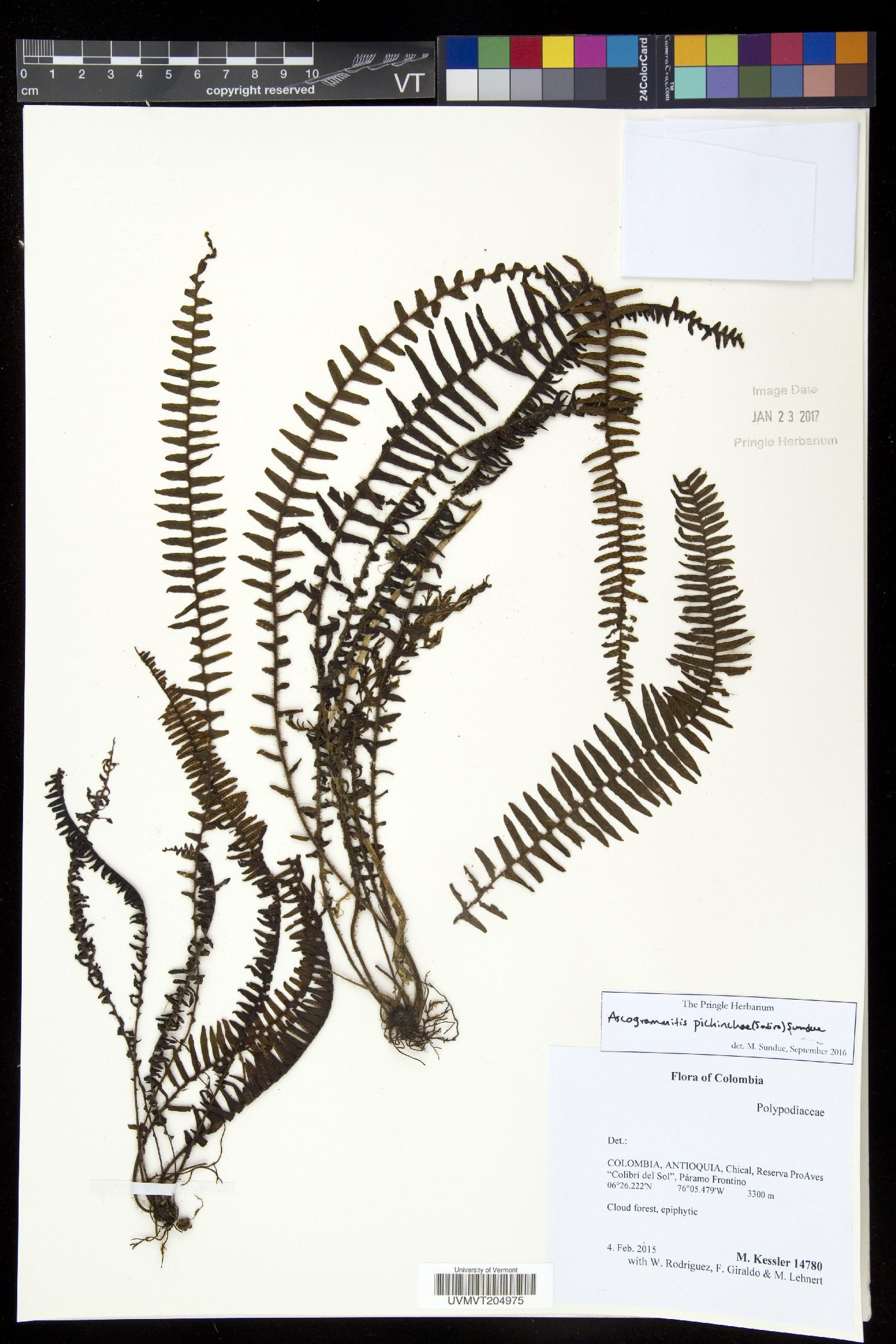 Ascogrammitis pichinchae image