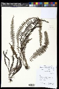 Ascogrammitis pichinchae image