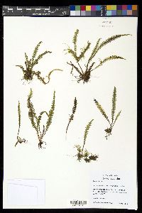 Ascogrammitis cuencana image