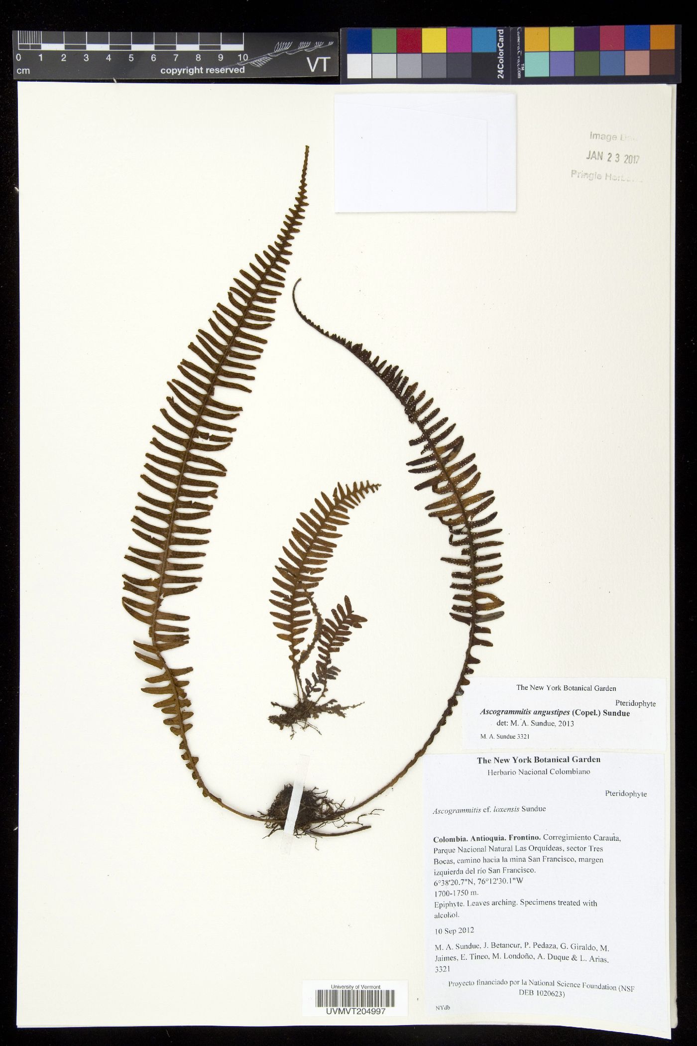 Ascogrammitis image